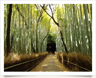 竹林の道（竹のトンネル）のイメージ写真
